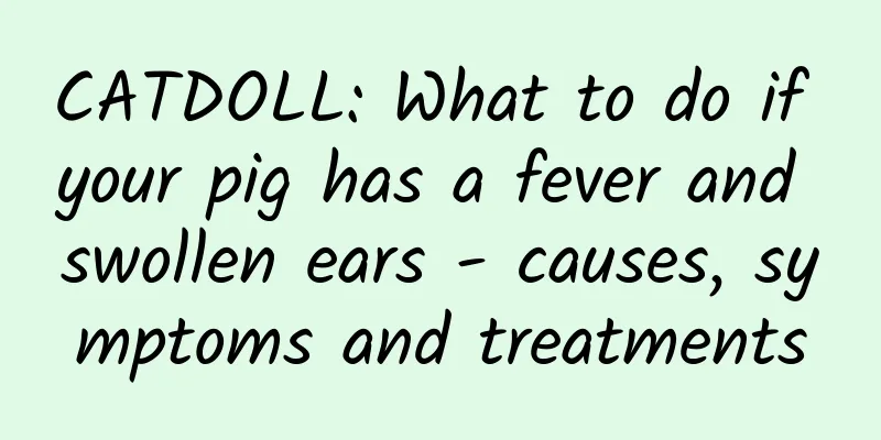 CATDOLL: What to do if your pig has a fever and swollen ears - causes, symptoms and treatments