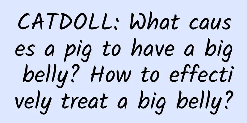 CATDOLL: What causes a pig to have a big belly? How to effectively treat a big belly?