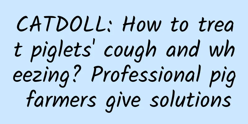 CATDOLL: How to treat piglets' cough and wheezing? Professional pig farmers give solutions
