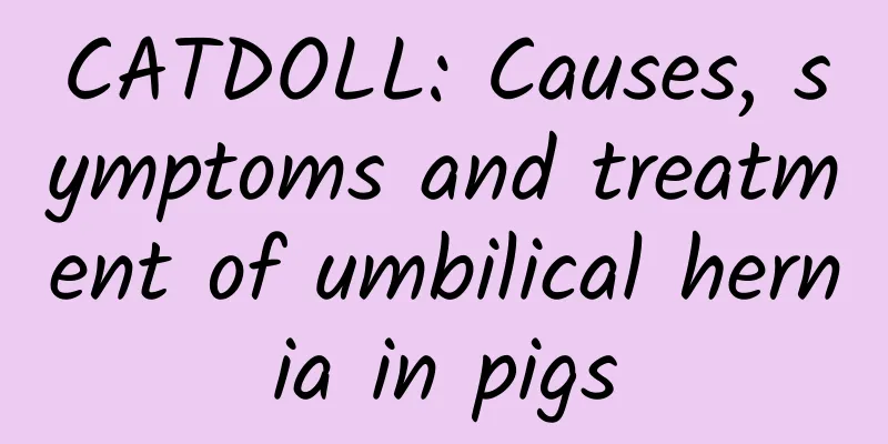 CATDOLL: Causes, symptoms and treatment of umbilical hernia in pigs