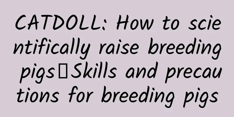 CATDOLL: How to scientifically raise breeding pigs丨Skills and precautions for breeding pigs