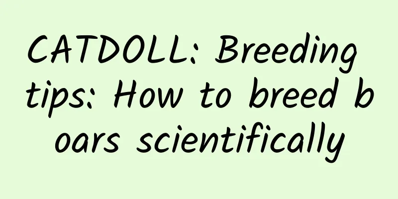 CATDOLL: Breeding tips: How to breed boars scientifically