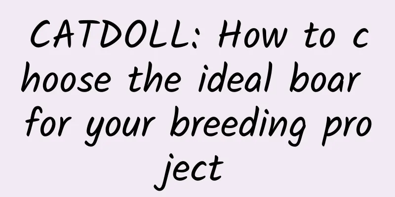 CATDOLL: How to choose the ideal boar for your breeding project