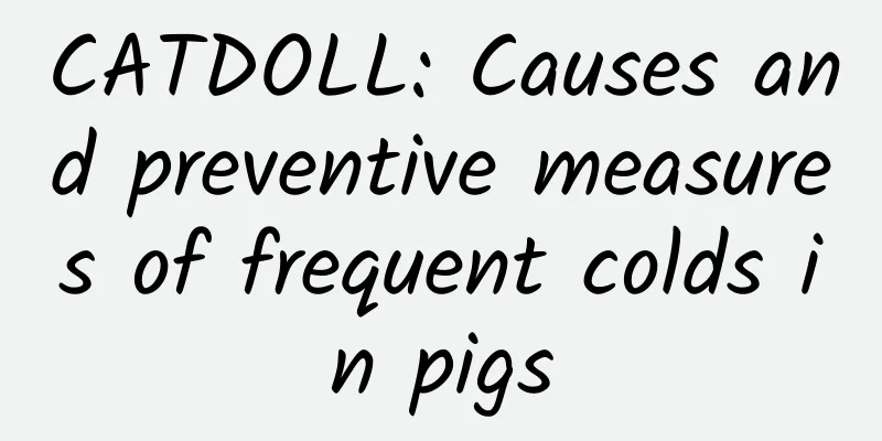 CATDOLL: Causes and preventive measures of frequent colds in pigs
