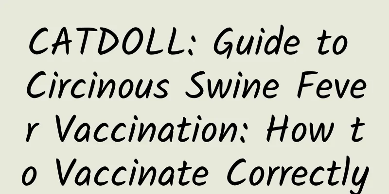 CATDOLL: Guide to Circinous Swine Fever Vaccination: How to Vaccinate Correctly