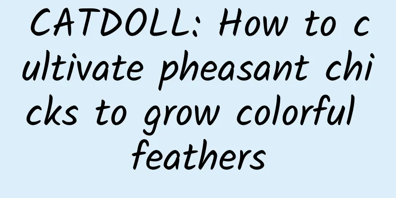 CATDOLL: How to cultivate pheasant chicks to grow colorful feathers