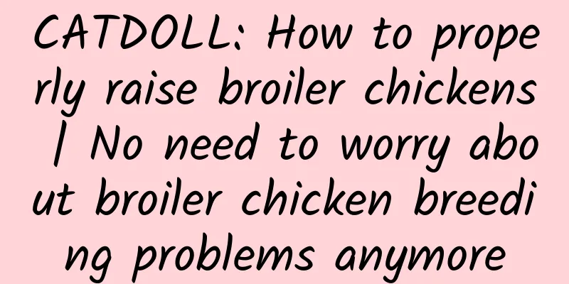 CATDOLL: How to properly raise broiler chickens | No need to worry about broiler chicken breeding problems anymore