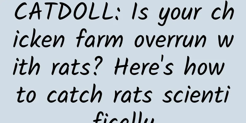 CATDOLL: Is your chicken farm overrun with rats? Here's how to catch rats scientifically