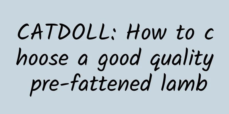 CATDOLL: How to choose a good quality pre-fattened lamb