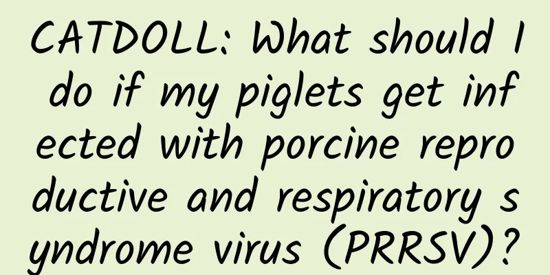 CATDOLL: What should I do if my piglets get infected with porcine reproductive and respiratory syndrome virus (PRRSV)?