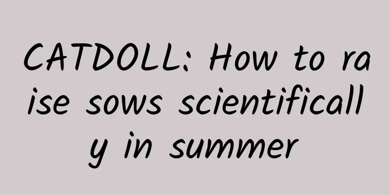 CATDOLL: How to raise sows scientifically in summer