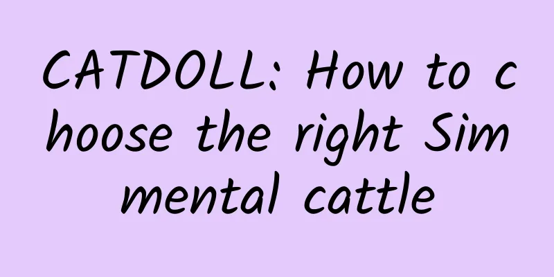 CATDOLL: How to choose the right Simmental cattle