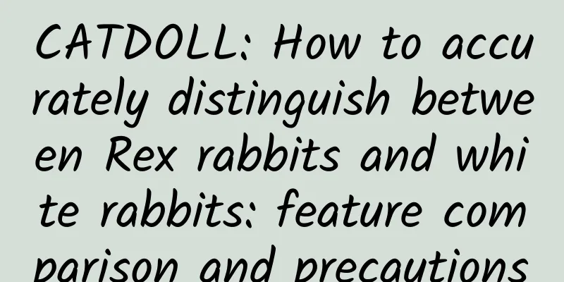 CATDOLL: How to accurately distinguish between Rex rabbits and white rabbits: feature comparison and precautions