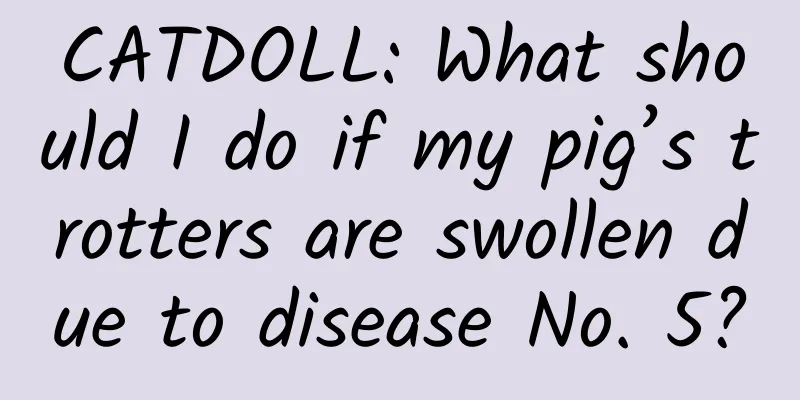 CATDOLL: What should I do if my pig’s trotters are swollen due to disease No. 5?