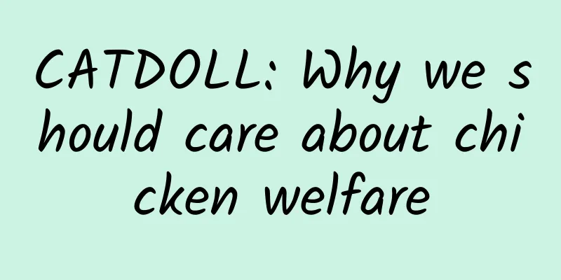 CATDOLL: Why we should care about chicken welfare