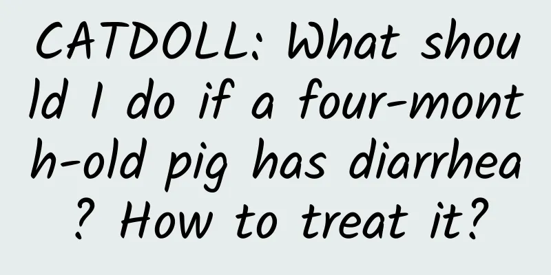 CATDOLL: What should I do if a four-month-old pig has diarrhea? How to treat it?