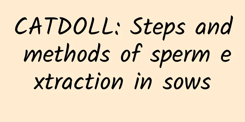 CATDOLL: Steps and methods of sperm extraction in sows