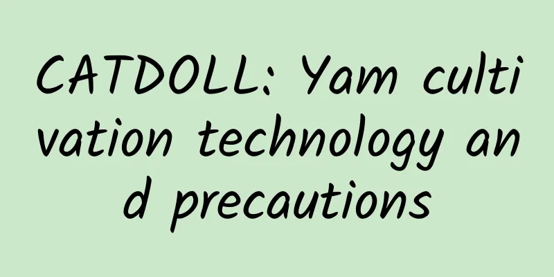 CATDOLL: Yam cultivation technology and precautions
