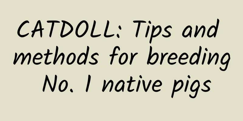 CATDOLL: Tips and methods for breeding No. 1 native pigs