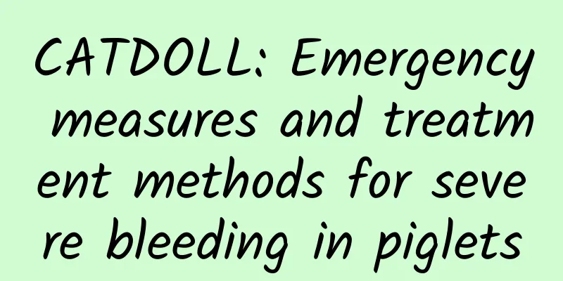 CATDOLL: Emergency measures and treatment methods for severe bleeding in piglets
