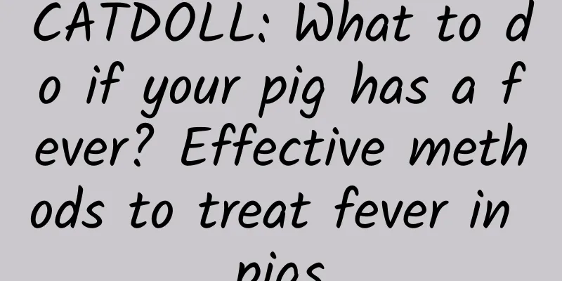 CATDOLL: What to do if your pig has a fever? Effective methods to treat fever in pigs