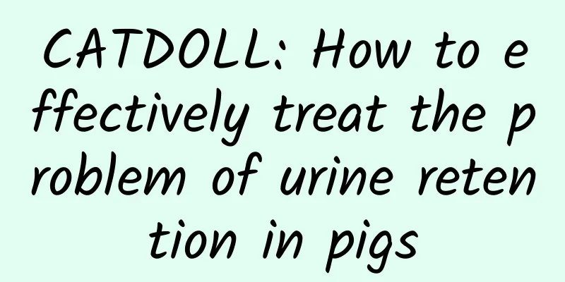CATDOLL: How to effectively treat the problem of urine retention in pigs