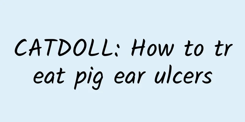 CATDOLL: How to treat pig ear ulcers