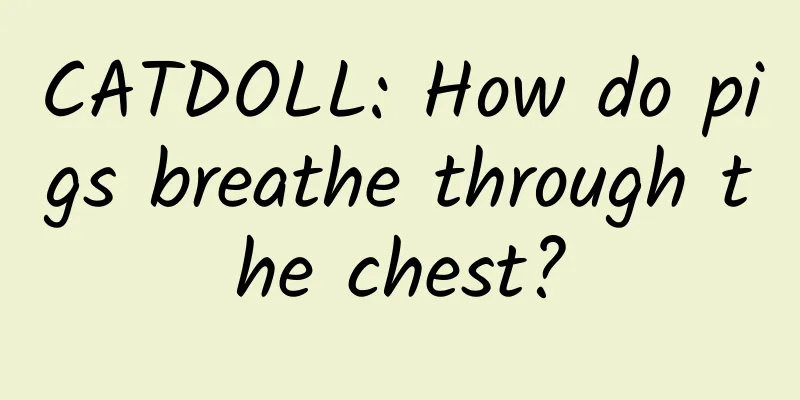 CATDOLL: How do pigs breathe through the chest?