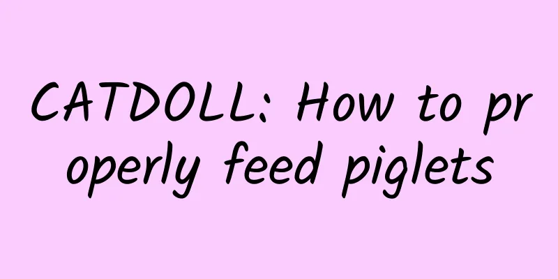 CATDOLL: How to properly feed piglets