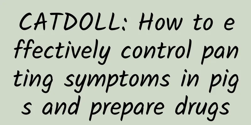 CATDOLL: How to effectively control panting symptoms in pigs and prepare drugs