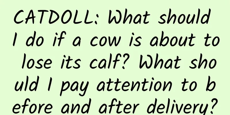 CATDOLL: What should I do if a cow is about to lose its calf? What should I pay attention to before and after delivery?