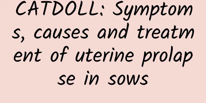 CATDOLL: Symptoms, causes and treatment of uterine prolapse in sows