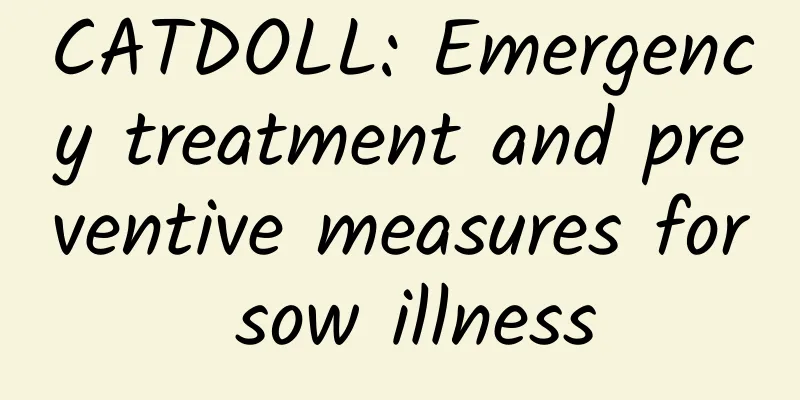 CATDOLL: Emergency treatment and preventive measures for sow illness