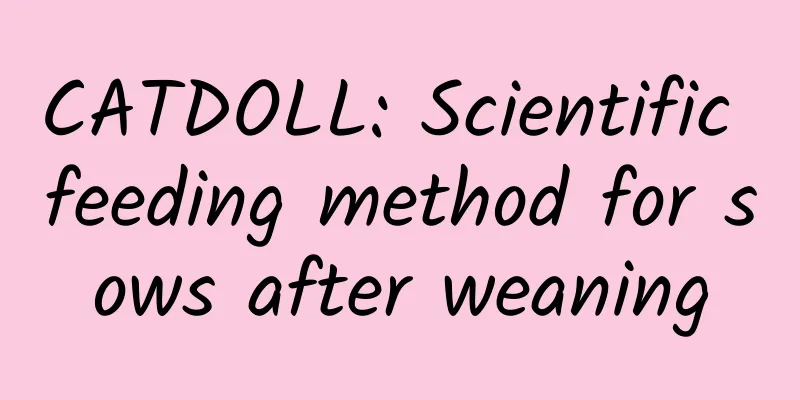 CATDOLL: Scientific feeding method for sows after weaning