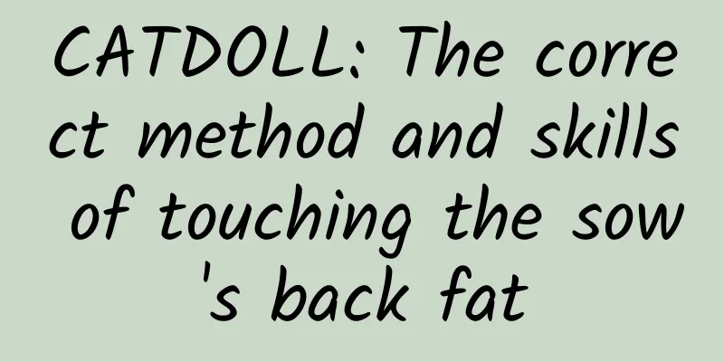CATDOLL: The correct method and skills of touching the sow's back fat
