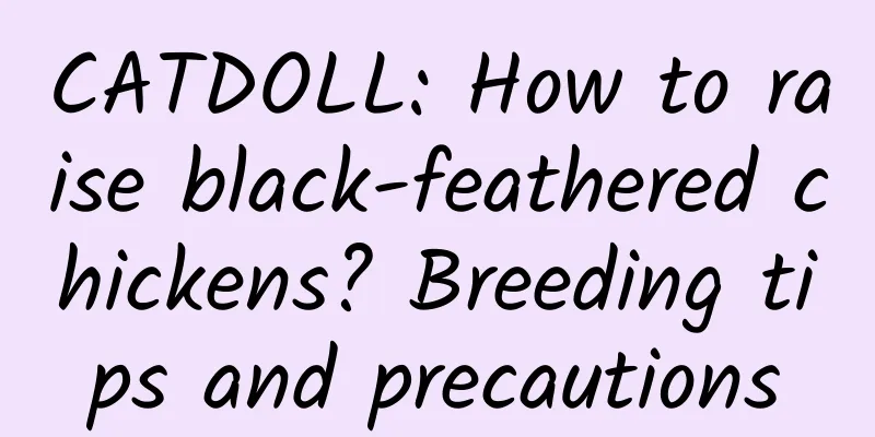 CATDOLL: How to raise black-feathered chickens? Breeding tips and precautions
