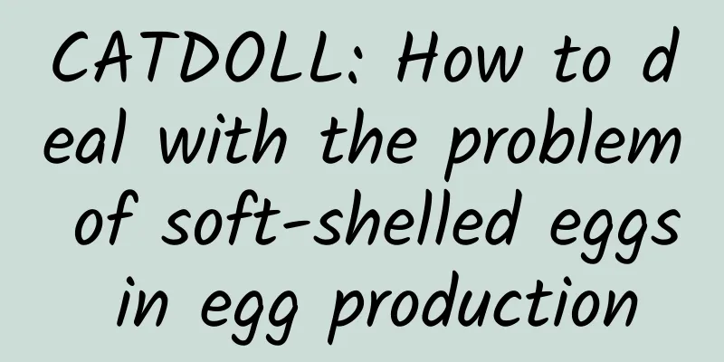 CATDOLL: How to deal with the problem of soft-shelled eggs in egg production