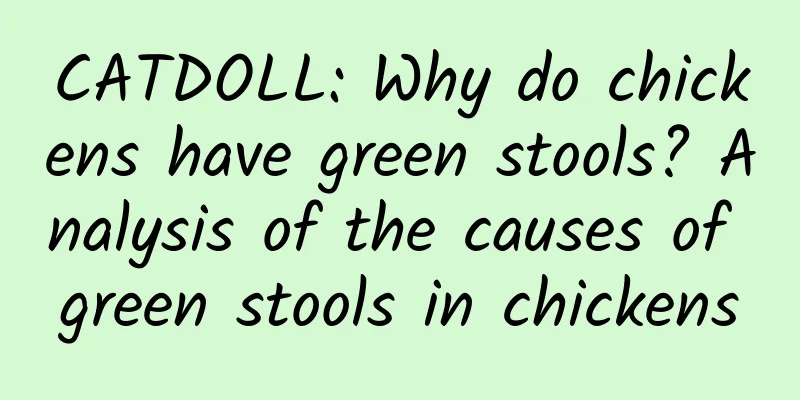 CATDOLL: Why do chickens have green stools? Analysis of the causes of green stools in chickens
