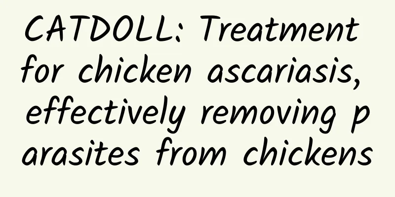 CATDOLL: Treatment for chicken ascariasis, effectively removing parasites from chickens