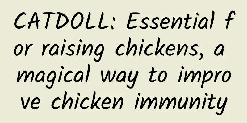 CATDOLL: Essential for raising chickens, a magical way to improve chicken immunity