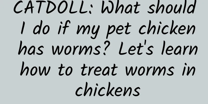 CATDOLL: What should I do if my pet chicken has worms? Let's learn how to treat worms in chickens