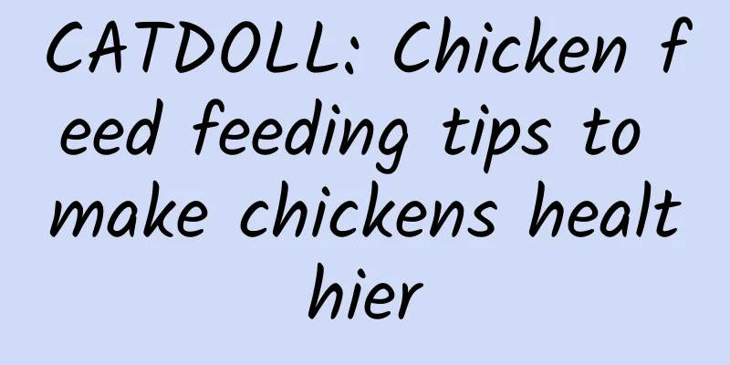 CATDOLL: Chicken feed feeding tips to make chickens healthier