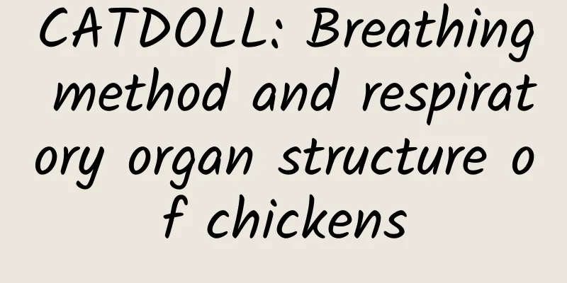 CATDOLL: Breathing method and respiratory organ structure of chickens