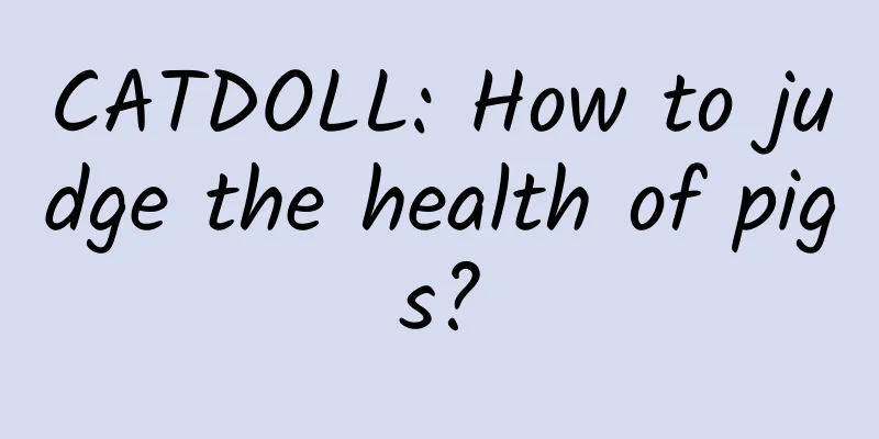 CATDOLL: How to judge the health of pigs?