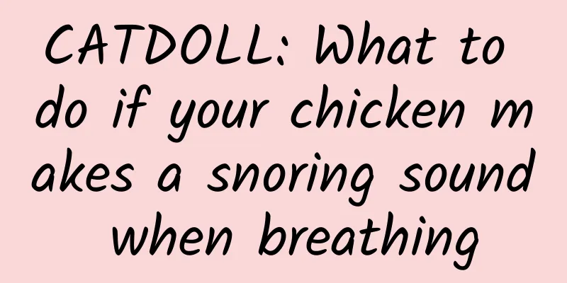 CATDOLL: What to do if your chicken makes a snoring sound when breathing