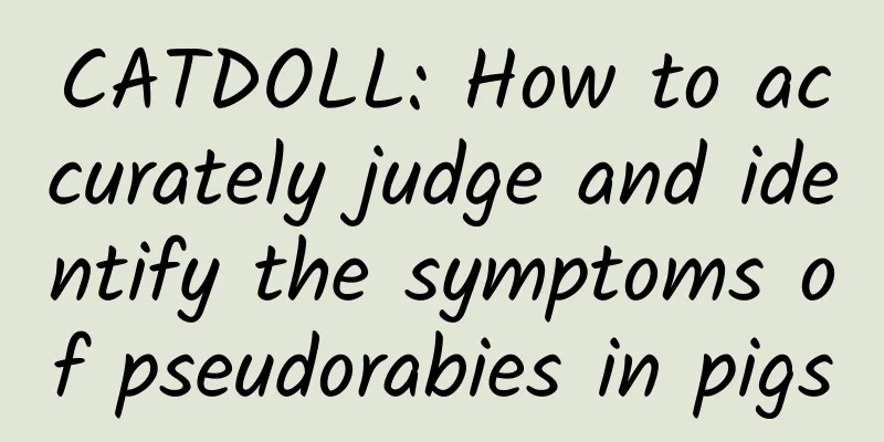 CATDOLL: How to accurately judge and identify the symptoms of pseudorabies in pigs