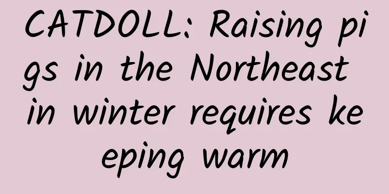 CATDOLL: Raising pigs in the Northeast in winter requires keeping warm