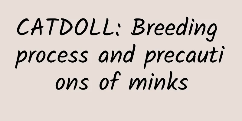 CATDOLL: Breeding process and precautions of minks