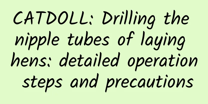 CATDOLL: Drilling the nipple tubes of laying hens: detailed operation steps and precautions