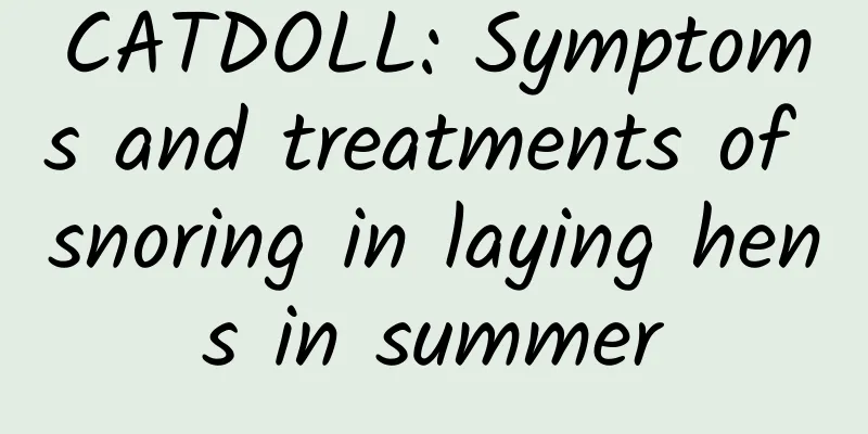 CATDOLL: Symptoms and treatments of snoring in laying hens in summer